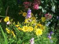 Daylily mix 2.jpg