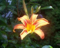 Lily orange 1.jpg