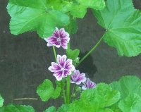 zebrina mallow 1.jpg