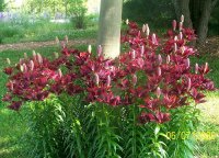 Lilies wine 1.jpg