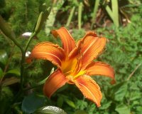 Lily orange 2.jpg