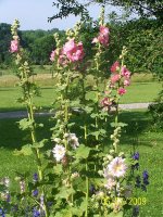 Hollyhock pk 3.jpg