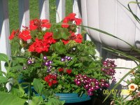 Mixed pot 1.jpg