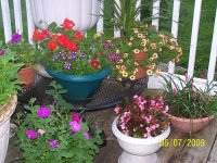 Mixed pots 1.jpg