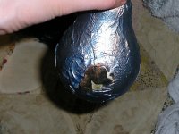 BoxerBulb.jpg