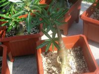 DSCN5330.jpg