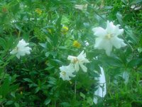 MOMS FLOWERS 019.JPG