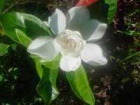 MOMS FLOWERS 017.JPG