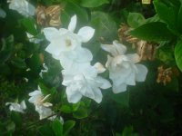 MOMS FLOWERS 027.JPG