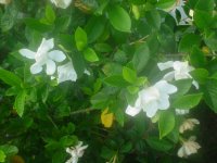 MOMS FLOWERS 026.JPG