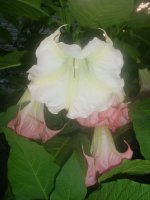 MOMS FLOWERS 002.JPG