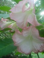 MOMS FLOWERS 013.JPG