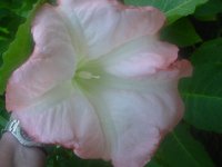 MOMS FLOWERS 014.JPG