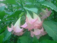 MOMS FLOWERS 015.JPG