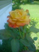 MOMS FLOWERS 016.JPG