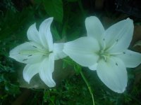 MOMS FLOWERS 018.JPG