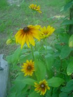 MOMS FLOWERS 020.JPG
