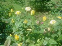 MOMS FLOWERS 021.JPG