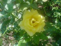 MOMS FLOWERS 022.JPG