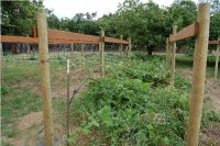 BerryPatch_0491.JPG