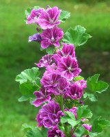 Zebrina mallow 4.jpg