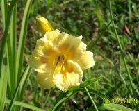 Daylily yll 1.jpg