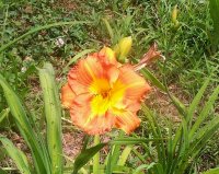 Daylily orange 2.jpg