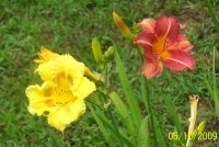 Daylily yll-copper 3.jpg