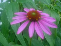 MOMS FLOWERS 001.JPG