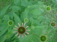 MOMS FLOWERS 003.JPG