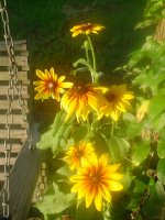 MOMS FLOWERS 015.JPG
