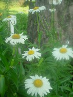 MOMS FLOWERS 012.JPG