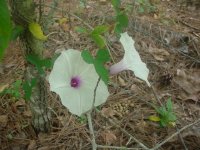 MOMS FLOWERS 027.JPG