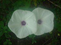 MOMS FLOWERS 023.JPG