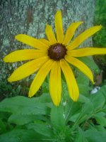 MOMS FLOWERS 031.JPG