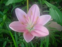 MOMS FLOWERS 005.JPG