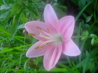 MOMS FLOWERS 006.JPG