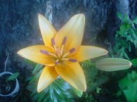 MOMS FLOWERS 008.JPG
