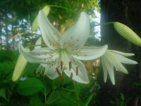 MOMS FLOWERS 010.JPG