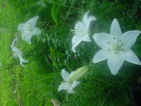 MOMS FLOWERS 013.JPG