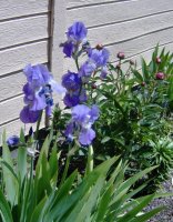 May 24 09 023.jpg
