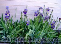 May 17 09 005.jpg