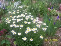 Daisies 2.jpg