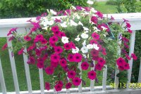 Wave petunias 5.jpg