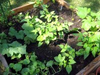 tn_speckled butter beans and cucumbers.JPG