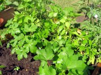 tn_okra and bush beans.JPG