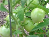 tn_more tomatoes.JPG