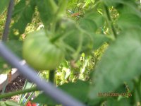 tn_tomatoes #2.JPG