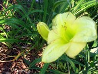 tn_Bicolor Daylily.JPG