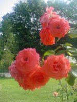 MOMS FLOWERS 004.JPG